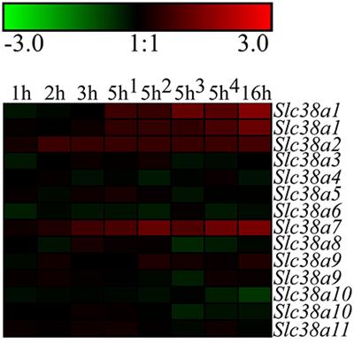 Nutritional Stress Induced by Amino Acid Starvation Results in Changes for Slc38 Transporters in Immortalized Hypothalamic Neuronal Cells and Primary Cortex Cells